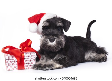 Dog And Cat Wearing A Santa Hat