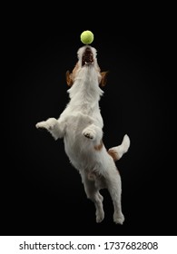 the dog catches the ball. Active Jack Russell Terrier is jumping. Pet on a black background 