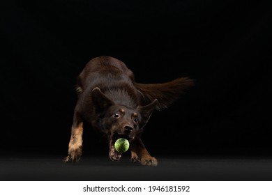 The Dog Catches The Ball. Activeaustralian Kelpie Is Jumping. Pet On A Black Background In The Studio