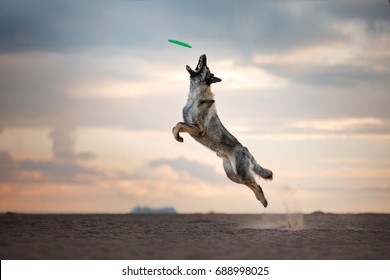Dog catches the disc, game, active, flying on the beach