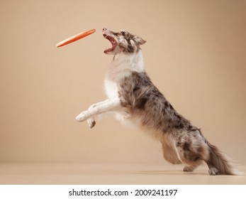 the dog catches disk. expressive marble Border Collie. funny pet on on a beige background
