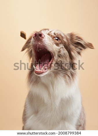 the dog catches a piece. expressive marble Border Collie. funny pet on on a beige background