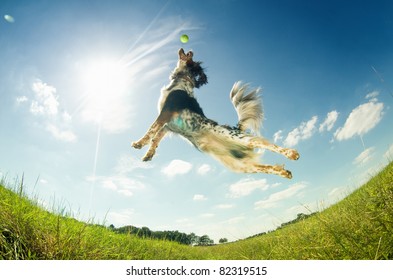 Dog Catching A Ball In Mid-air