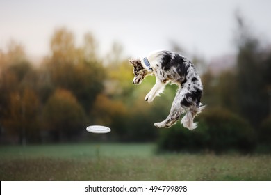Dog catching flying disk  in jump, pet playing outdoors in a park. sporting event, achievement in sport