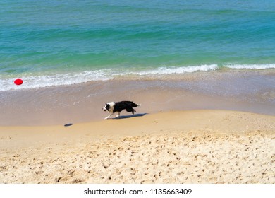 Dog Catching A Frisbee