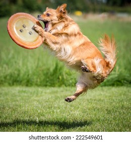 Dog Catching A Frisbee