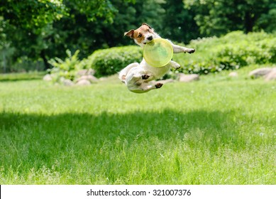 Dog catching frisbee at a high jump - Powered by Shutterstock