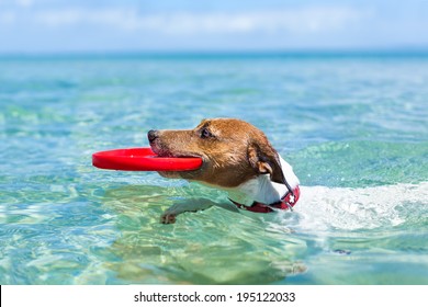 dog catching a red  flying disc and swimming in water