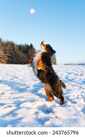 Dog Catching Snowball