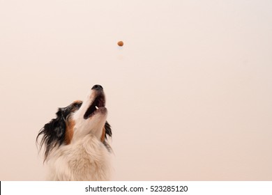 Dog  Catching Treats