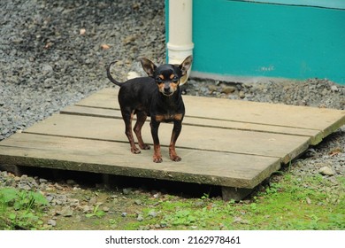 A Dog Caught By Surprise For A Photo.