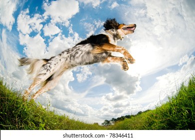 Dog Caught In The Middle Of A Jump