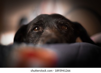 Dog Caught Playing. 
A Dog Is Man's Best Friend.