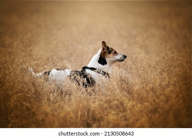 Dog Caught Playing. A Dog Is Man's Best Friend.