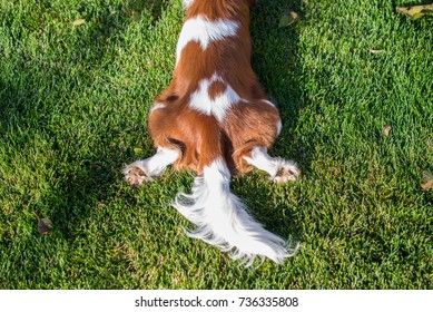 The dog cavalier king charles lying on the grass