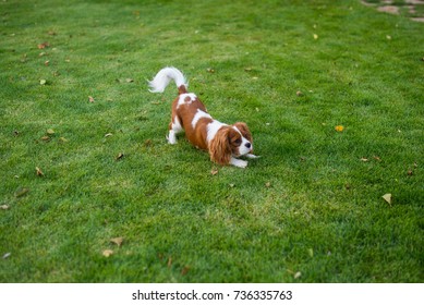 The dog cavalier king charles playing on the grass