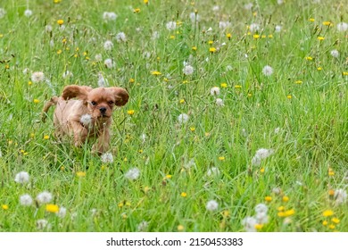 A dog cavalier King Charles, portrait of a cute ruby puppy running in a field