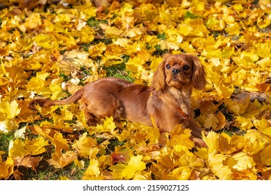 A dog cavalier King Charles, portrait of a cute puppy lying in the yellow leaves in autumn