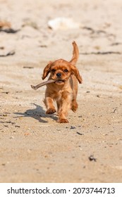 A dog cavalier king charles, a ruby puppy playing on the beach with a piece of wood