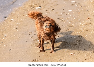 A dog cavalier king charles, a ruby puppy snorting as it comes out of the water, on the beach - Shutterstock ID 2367492283