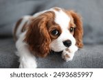 Dog - Cavalier king Charles spaniel blenheim