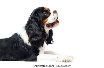 Epagneul Cavalier De Roi Charles Images Stock Photos Vectors Shutterstock