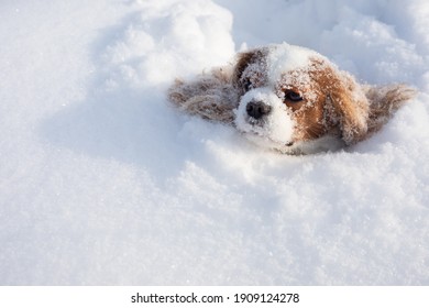 Dog Cavalier King Charles Spaniel Covered With Snow Moving In Winter On Snow-covered Field. Muzzle With Snowflakes Of Animal Stuck In Snowdrift. Close-up Photo, Copy Space