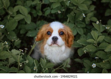 dog cavalier king charles spaniel in flowering strawberry seedlings