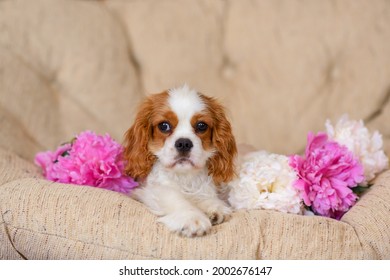 Dog Cavalier King Charles Spaniel lies on an armchair with peonies. puppy with flowers