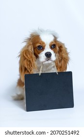 dog cavalier king charles spaniel puppy nine months old with baby on a white background and holding a blank sign in his mouth. Isolate on white background
