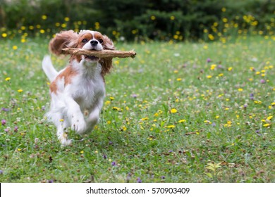 dog Cavalier King Charles Spaniel, running, playing, holding a stick in the muzzle