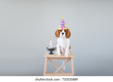 The Dog cavalier king charles spaniel celebrate his birthday