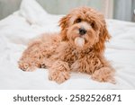 Dog of a Cavapoo or Cockapoo breed in home get sleep on the white bed. Close-up of curly brown dog cross between a poodle and a spaniel.