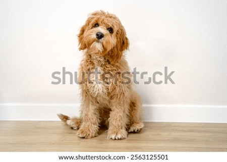 Dog of a Cavapoo or Cockapoo breed in home. Close-up of curly brown Maltipoo.  A cross between a poodle and a spaniel.
