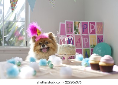 Dog Celebrating Birthday Having A Birthday Party