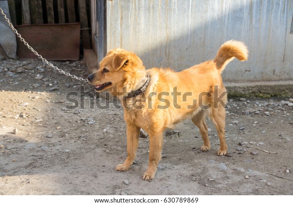 dog chain for backyard