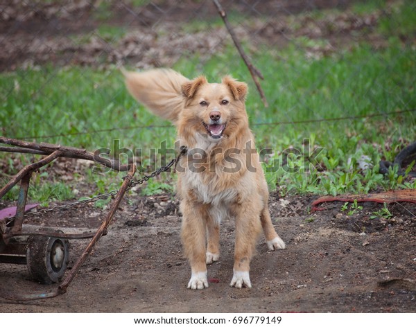 dog chain for backyard