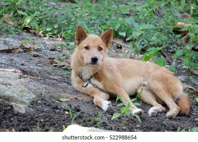 A dog was chained 