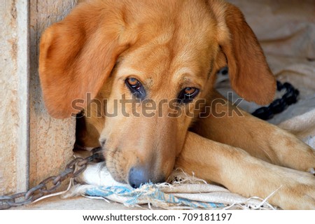 Dog chained looking at camera