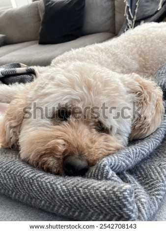 Image, Stock Photo Snuggled up in bed: long, brown hair covers the sleeping face.