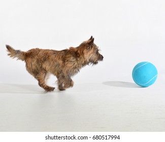 Dog Chasing Ball