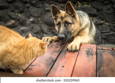 Dog Chasing A Cat