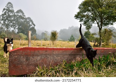 Dog Chasing A Cat In The Field