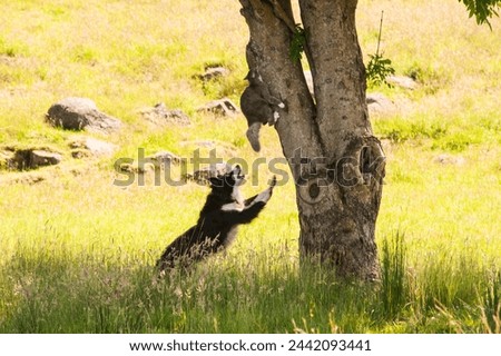 Dog chasing a cat up a tree.