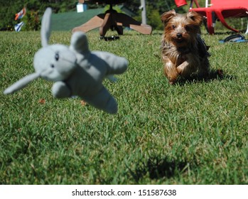 Dog chasing toy