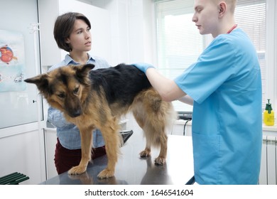 Attractive Owner Brought Her Dog Checkup Stock Photo 704500993 ...