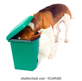 The Dog Checks A Green Garbage Can