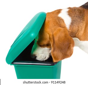 The Dog Checks A Green Garbage Can