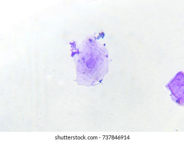 cheek cells under microscope labeled