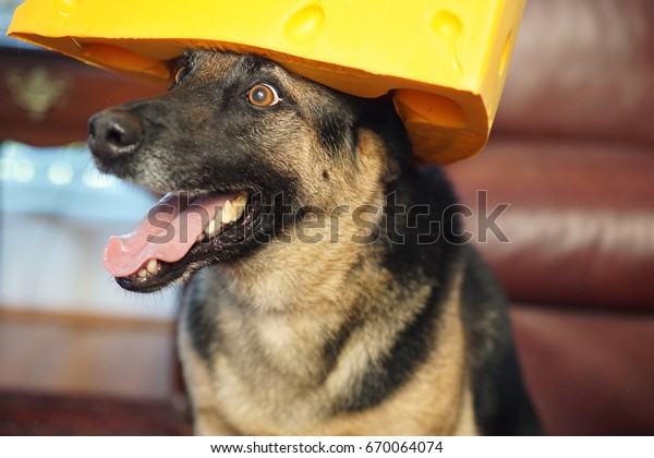 dog cheese hat